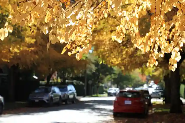 A quiet, tree-lined street in fall – peaceful surroundings of a Canadian neighborhood.